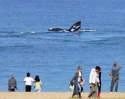 Whale Watching Opportunities