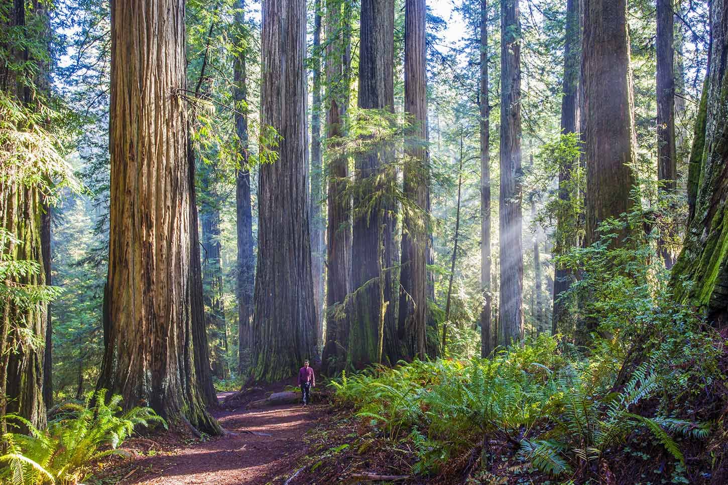 Boy Scout Tree Trail