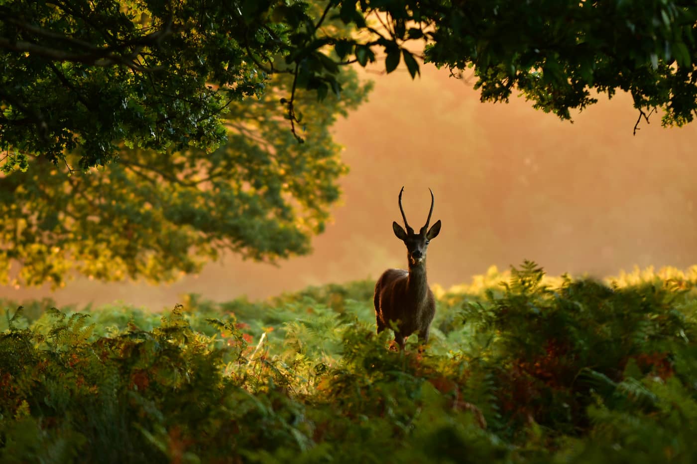 Wild Deer Encounters