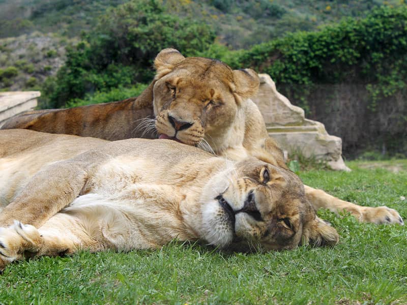 Big Cat Territory