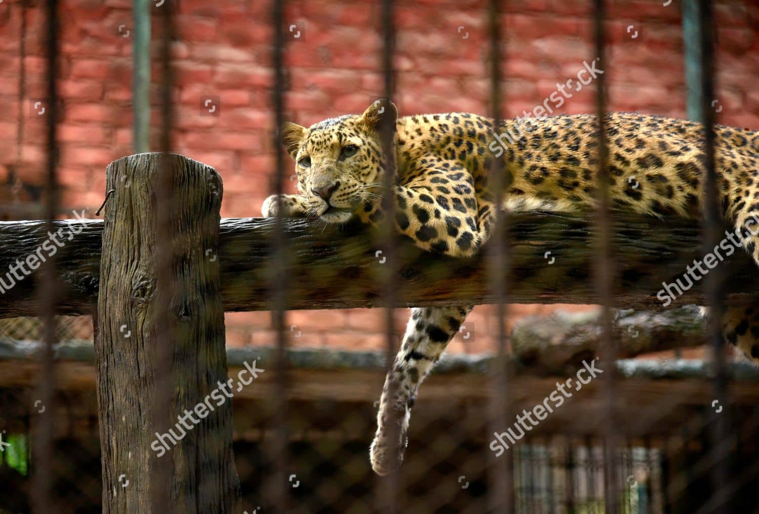 Leopard's Sunny Spot