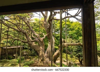 Ancient Pine Tree
