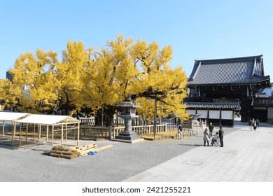 Ancient Ginkgo Tree