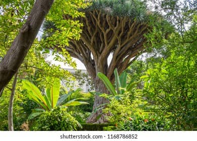 Impressive Dragon Tree