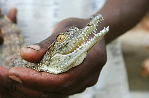 Baby Crocodile Encounters