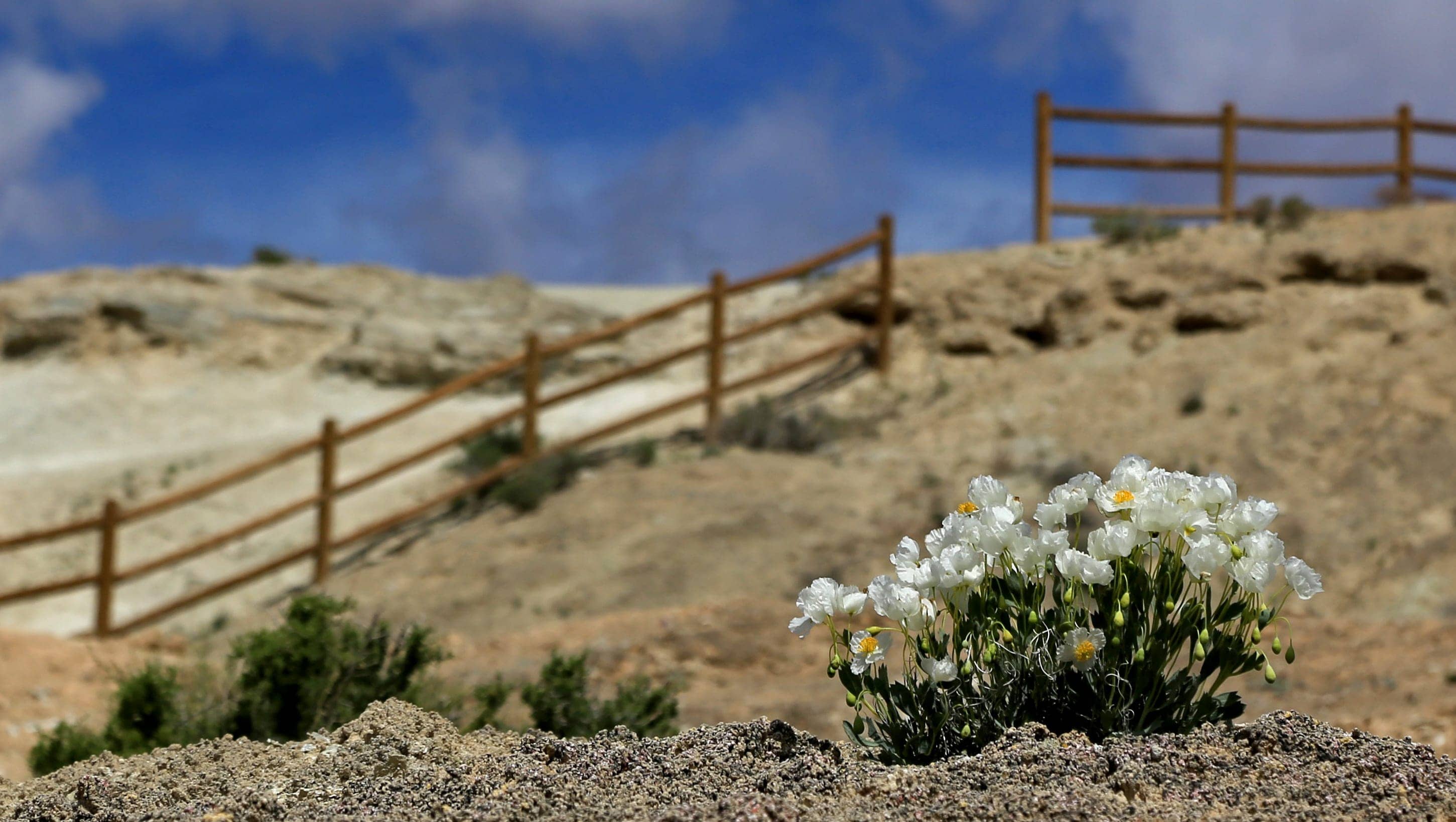 Desert Vistas and Joshua Trees