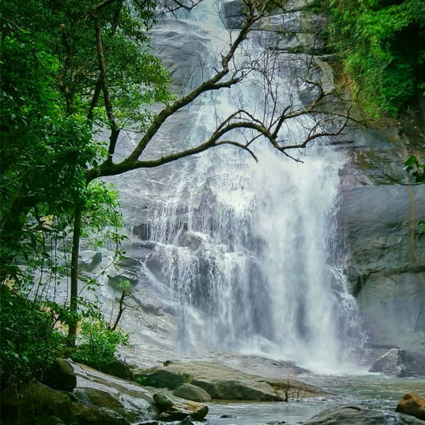 Forest Trek Adventure