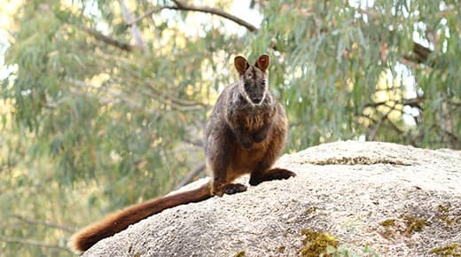 Wallaby Encounters