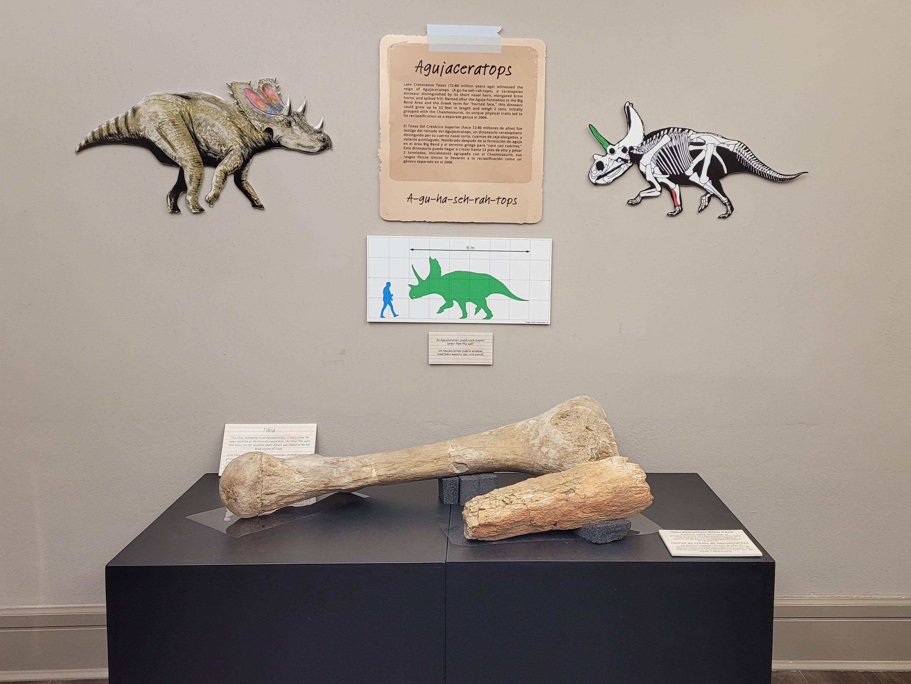 Dinosaur Bone Exhibit