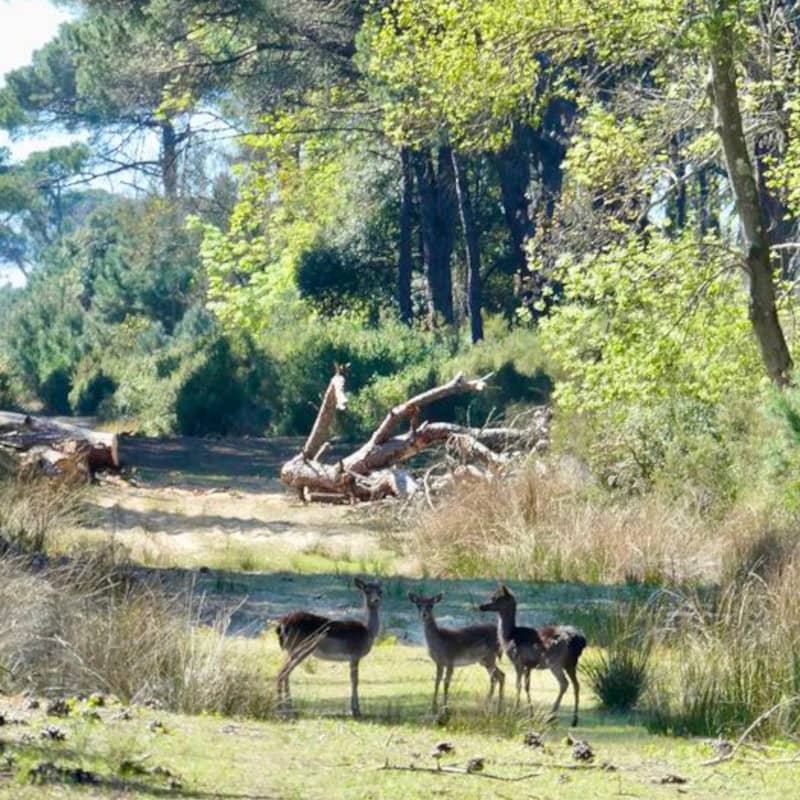 Wildlife Encounters