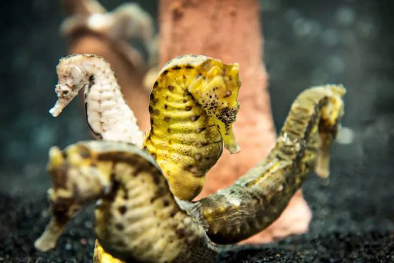 Seahorse Nursery & Stingray Bay