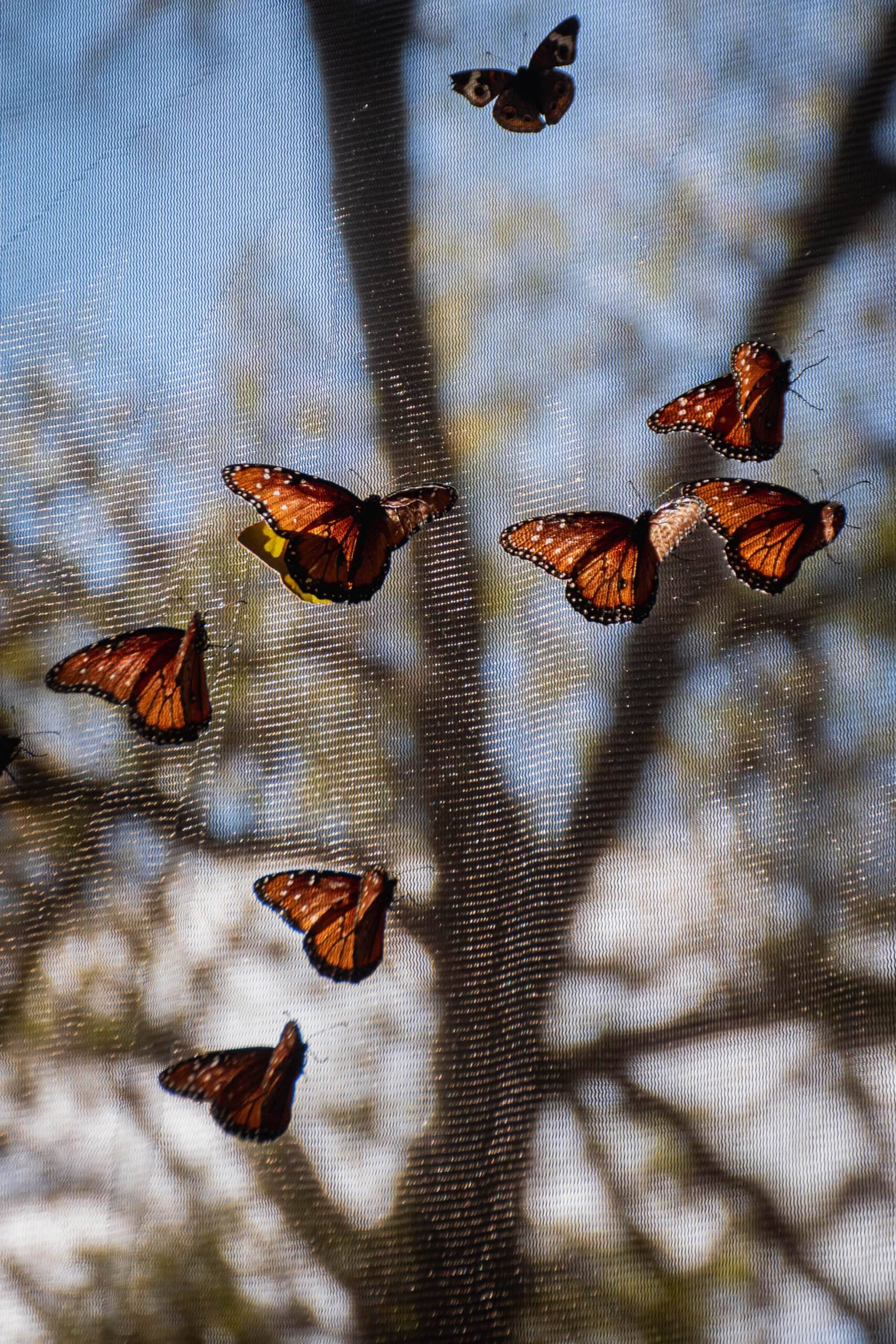Butterfly Trail